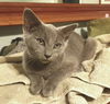 Lady Grey