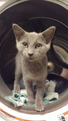 Lady Grey