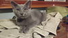 Lady Grey