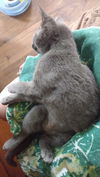 Lady Grey