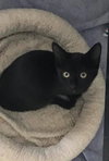 Cleopatra