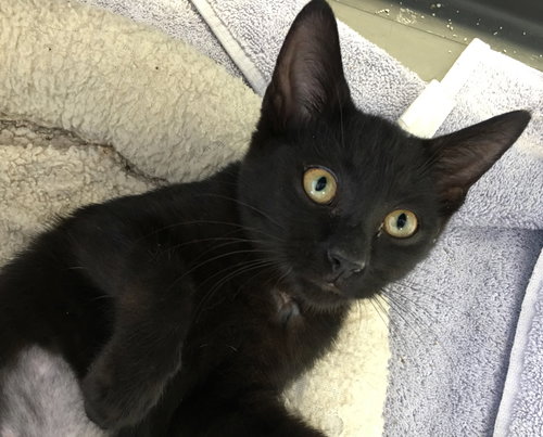 Cleopatra