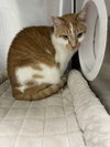 Enzo  - Must Apply in Person !