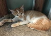 Enzo  - Must Apply in Person !