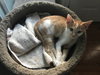 Enzo  - Must Apply in Person !