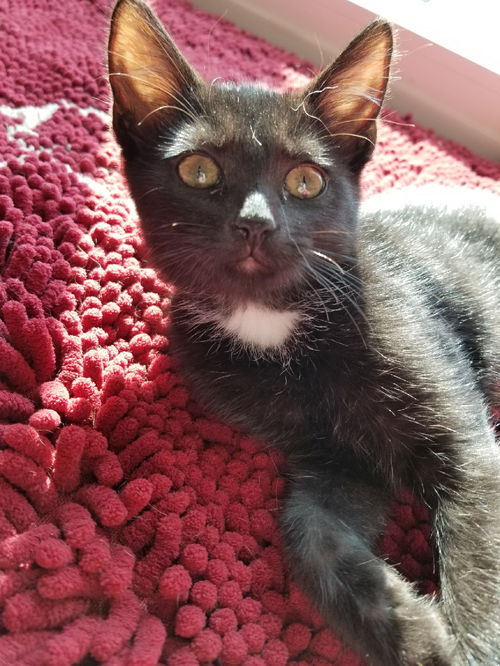 Figaro