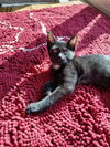 Figaro