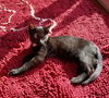 Figaro