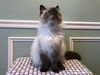 Prince