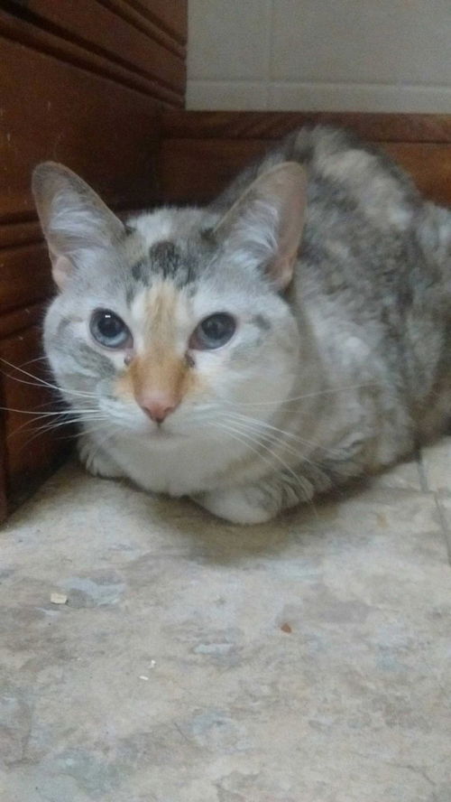 Tobi