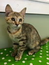Betsie