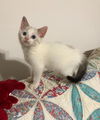 Feta