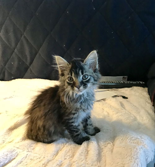 Atticus