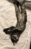 Atticus