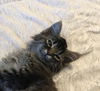 Atticus