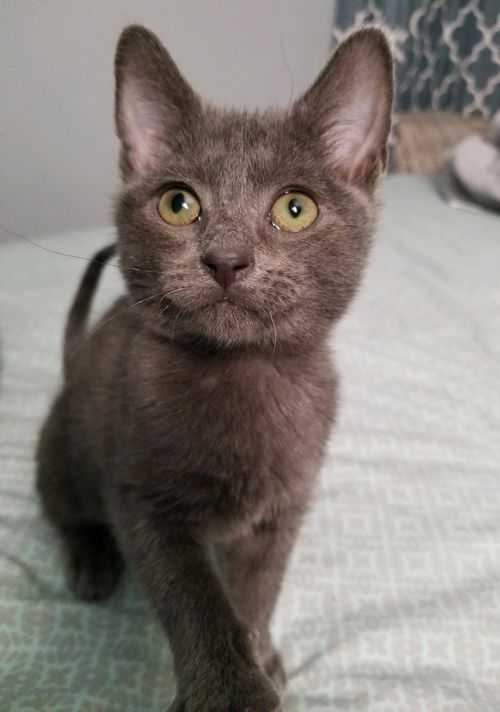 Heidi