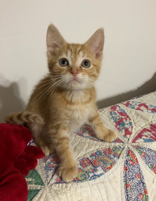 Franklin