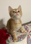 Franklin