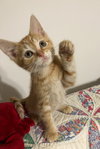 Franklin