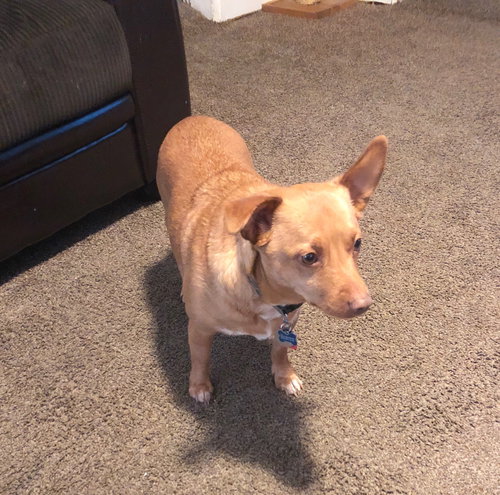 Buster