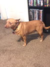 Buster