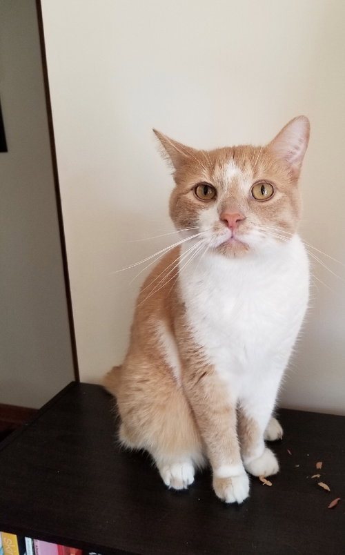 Simba
