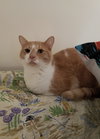 Simba