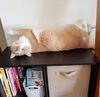 Simba