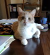 Simba