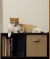 Simba