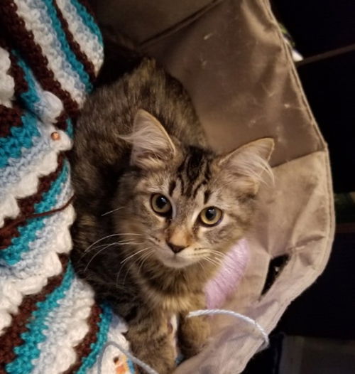 Zelda