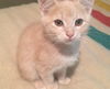 Willow