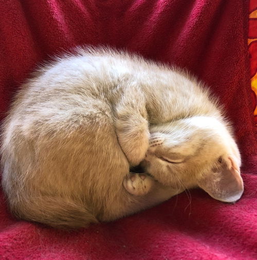 Willow