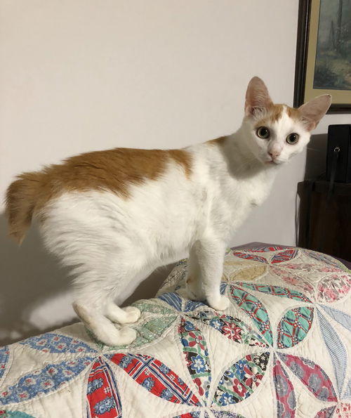 Cheddar