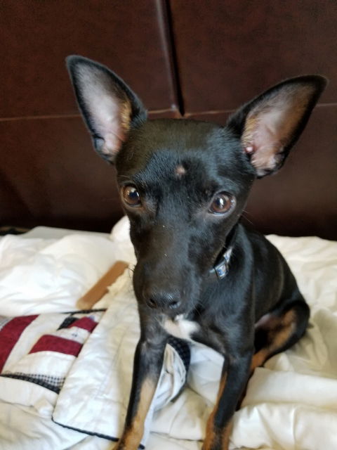 Ziggy
