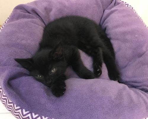 Violet