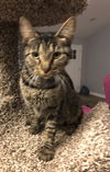 Hazel
