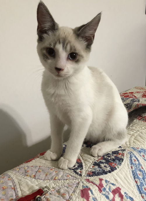 Bosco