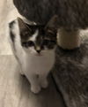 Millie