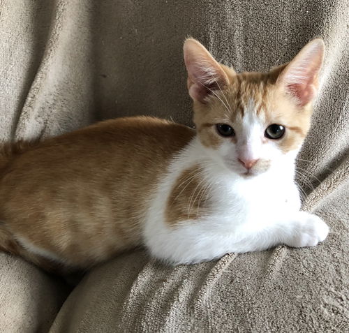 Taz
