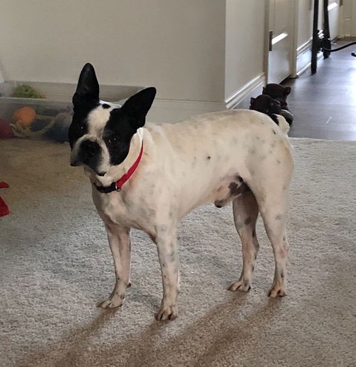 Boscoe