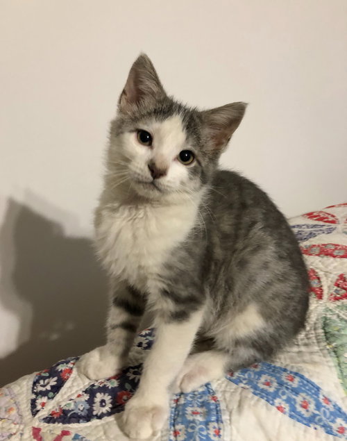 Ari