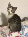 Ari