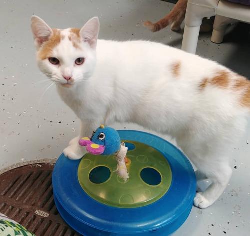 Stella