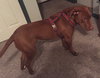 Buddy