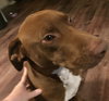 Buddy