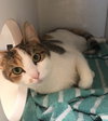 Sylvie