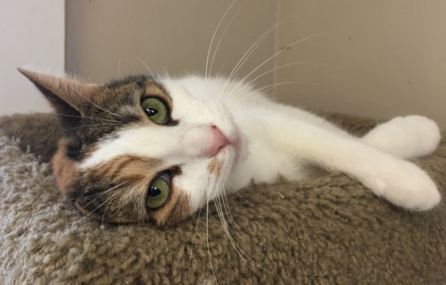 Sylvie