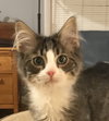 Buddy
