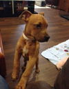Scooby-Doo